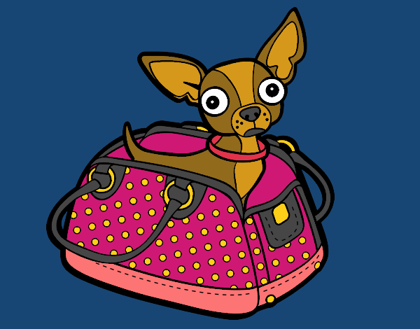 Chihuahua de viagem