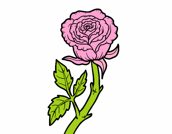 Rosa selvagem