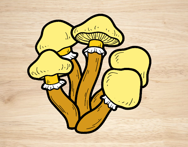 cogumelos   venenosos