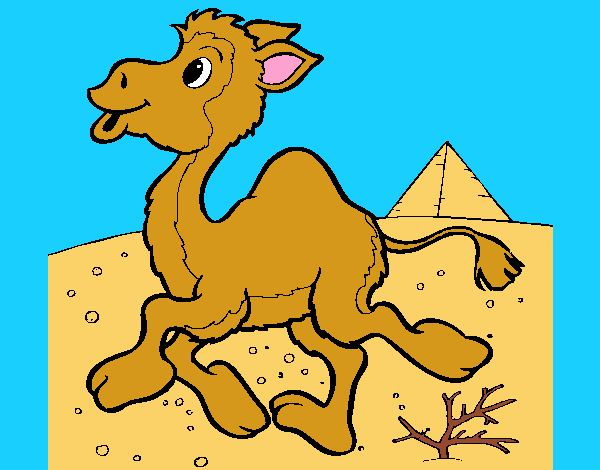 ralph o camelo