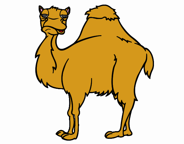 farofa o camelo chato