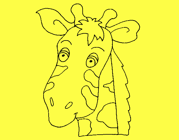 castanha a cara de girafa