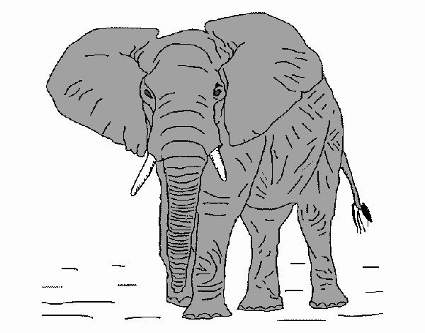 william o elefante 1