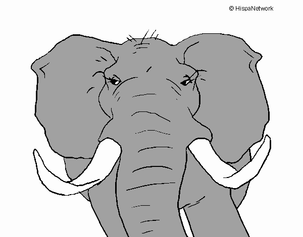 linguiça o elefante africano 