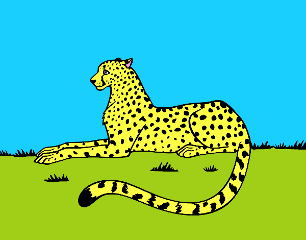 roy o guepardo em repouso