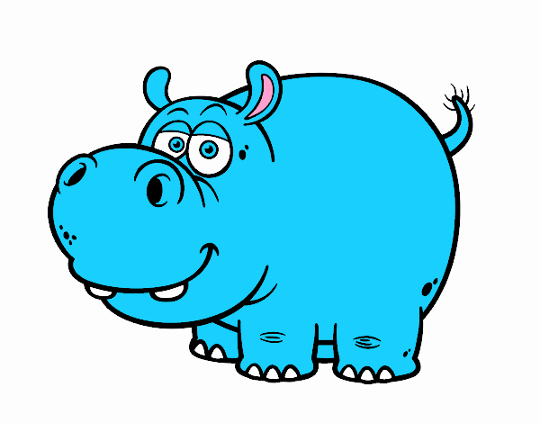 vedete o hipopótamo comum