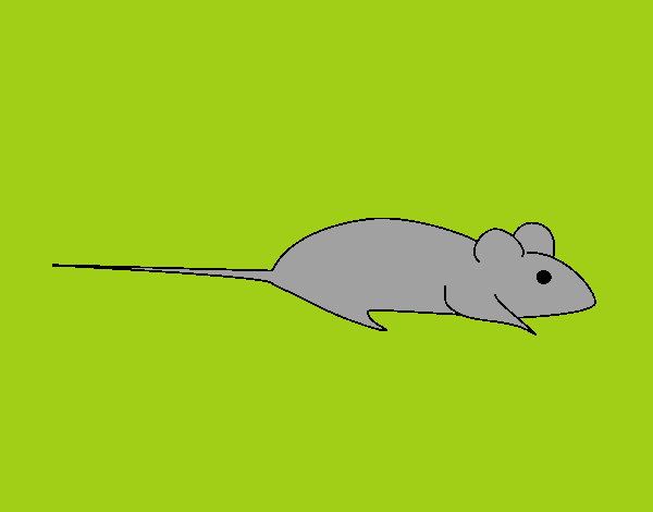 bentley o rato