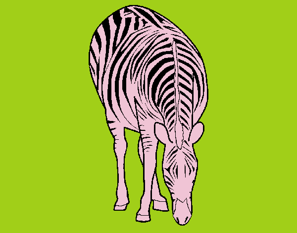 bolinha a zebra