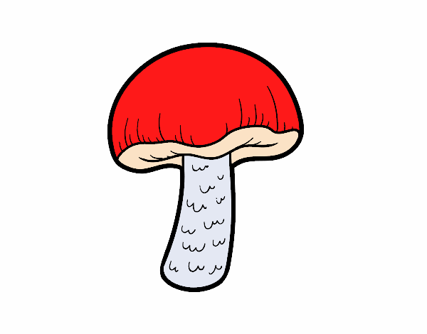 Cogumelo comum