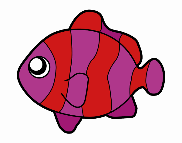 Desenho de Peixe-palhaço pintado e colorido por Marlibebel o dia 05 de  Julho do 2012