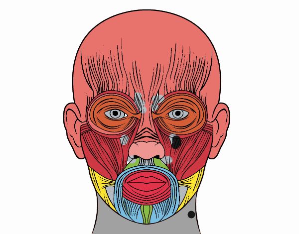 Músculos da face