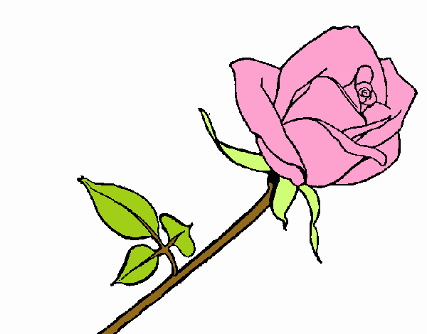 A rosa 