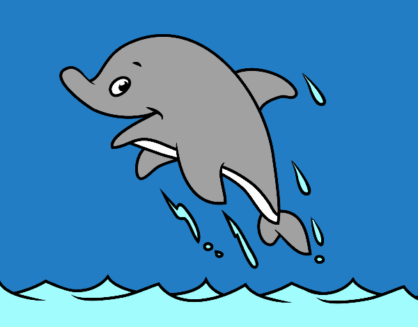 golfinho toninha