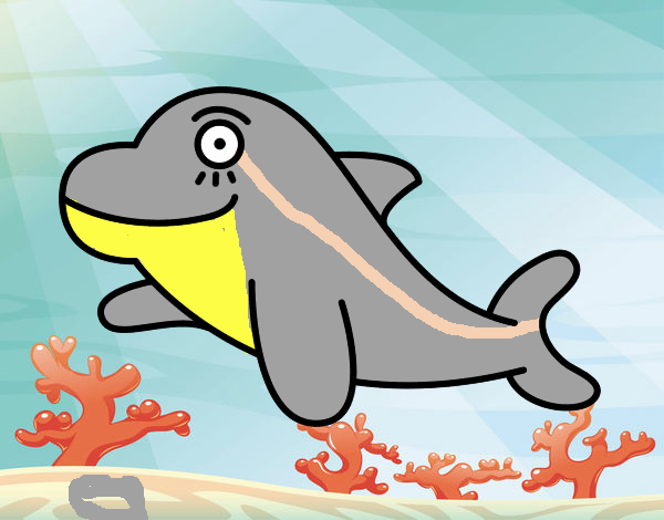 um golfinho roaz