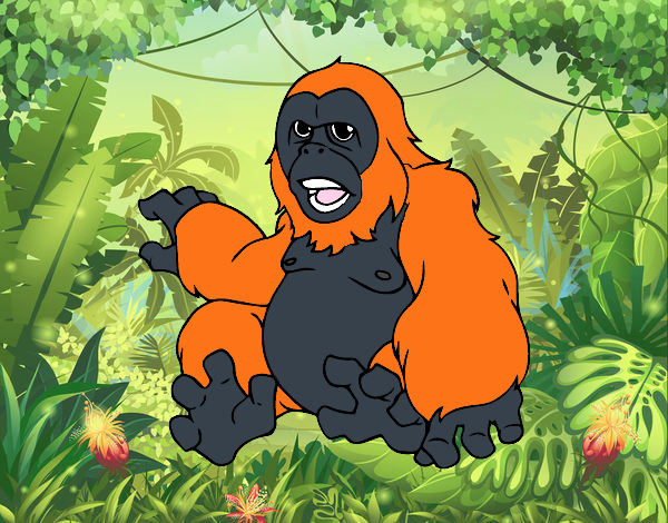 um orangotango