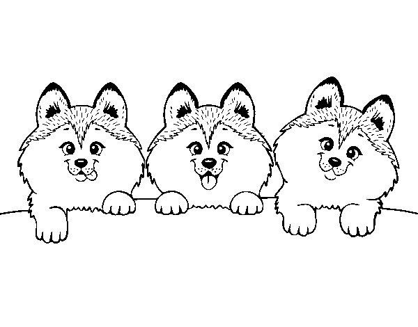 Desenho de 3 filhotes de cachorro para Colorir