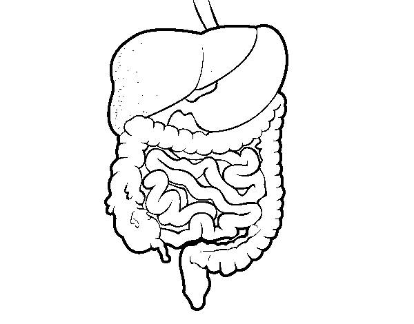 Desenho de Aparelho digestivo para Colorir