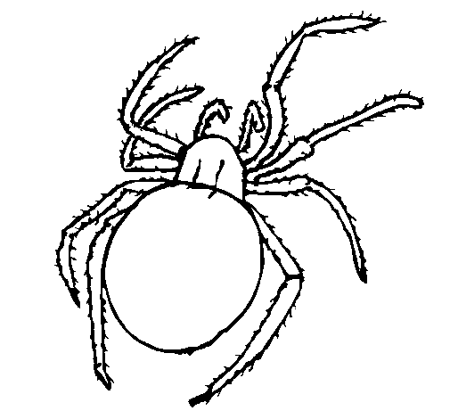Desenho de Aranha venenosa para Colorir