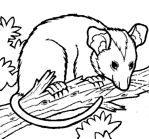 Desenho de Ardilla possum para Colorir