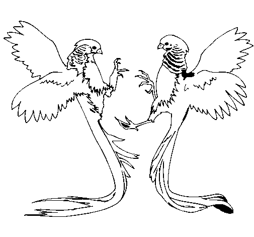 Desenho de Aves com caudas grandes para Colorir