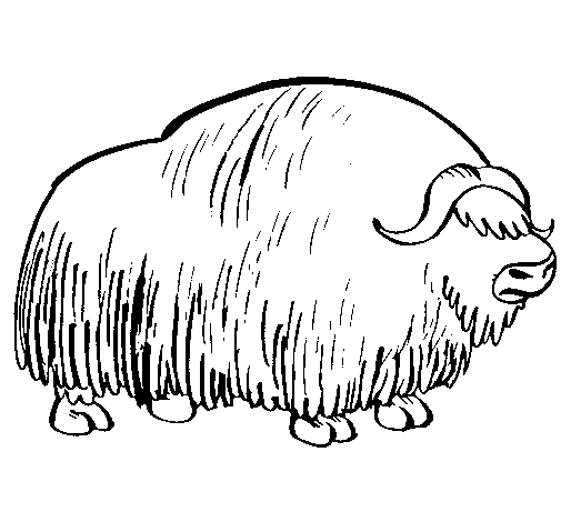 Desenho de Bisonte  para Colorir
