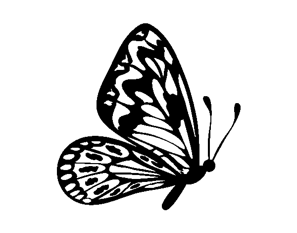 Desenho de Borboleta asas normais para Colorir