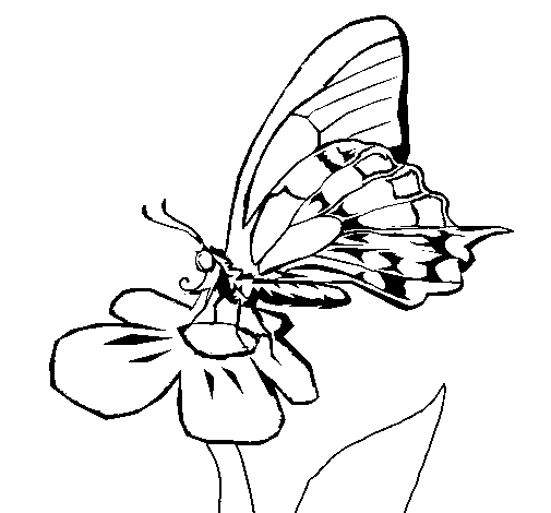 Desenho de Borboleta em flor para Colorir