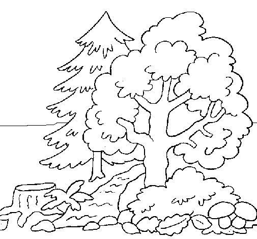 Desenho de Bosque para Colorir