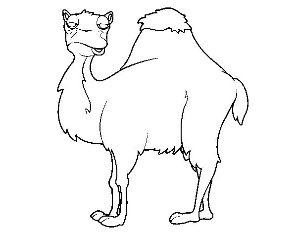 Desenho de Camelo chato para Colorir