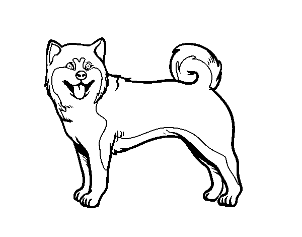 Desenho de Cão Akita Inu para Colorir