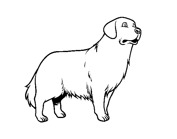 Desenho de Cão Golden retriever para Colorir