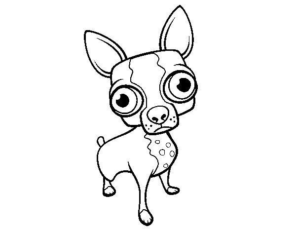 Desenho de Chihuahua para Colorir