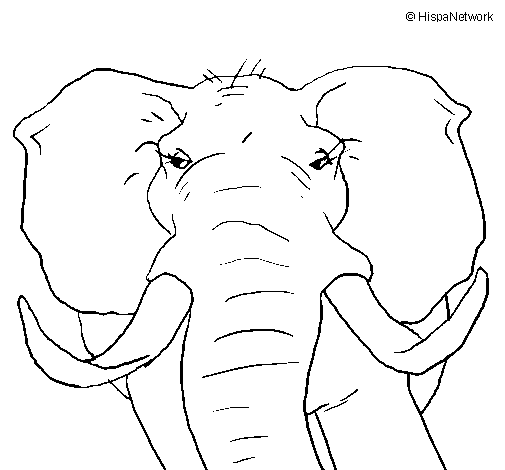Desenho de Elefante africano para Colorir