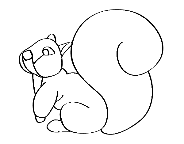 Desenho de Esquilo com uma cauda grande para Colorir