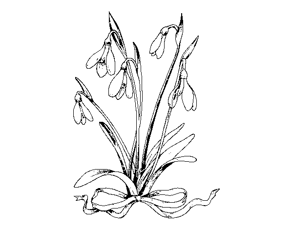 Desenho de Flor bola-de-neve para Colorir