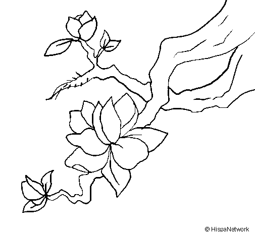 Desenho de Flor de amendoeira para Colorir