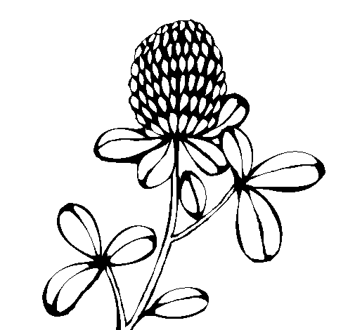 Desenho de Flor de bosque para Colorir