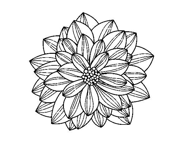 Desenho de Flor de dahlia para Colorir