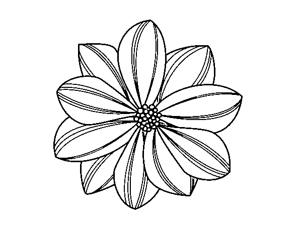 Desenho de Flor de margarida para Colorir