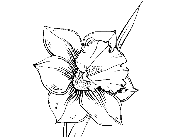 Desenho de Flor de narciso para Colorir