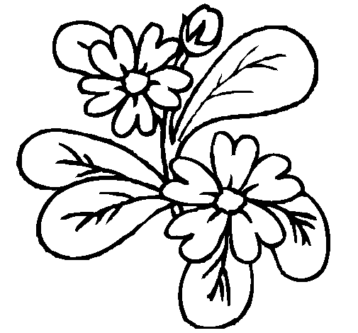 Desenho de Flores 4a para Colorir