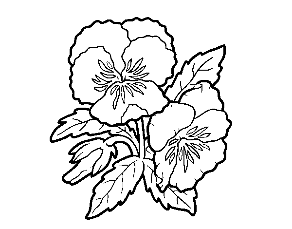 Desenho de Flores de amor-perfeito para Colorir