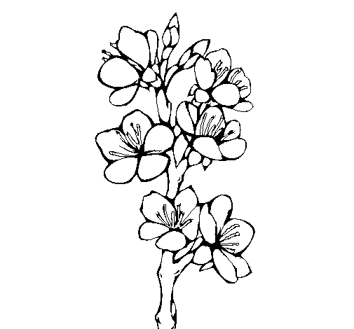 Desenho de Flores de campo para Colorir