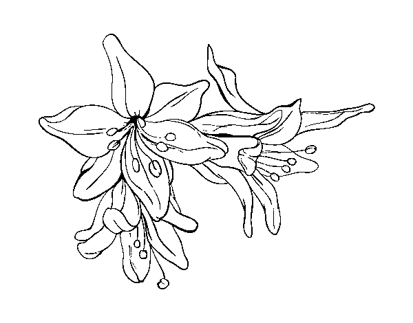 Desenho de Flores do lilium para Colorir