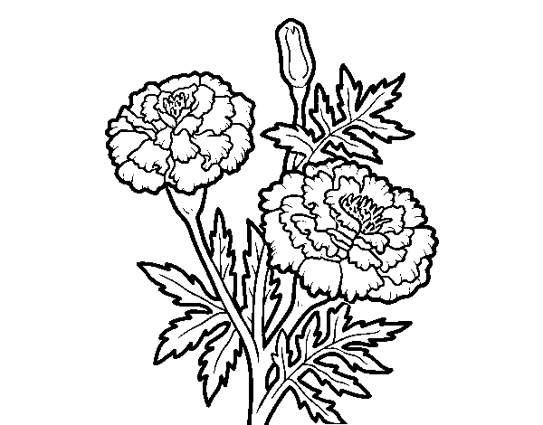 Desenho de Maravilha flor para Colorir