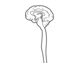 Desenho de Medula espinhal para colorear