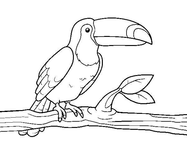 Desenho de O tucano para Colorir