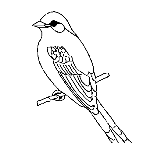 Desenho de Papa-moscas para Colorir