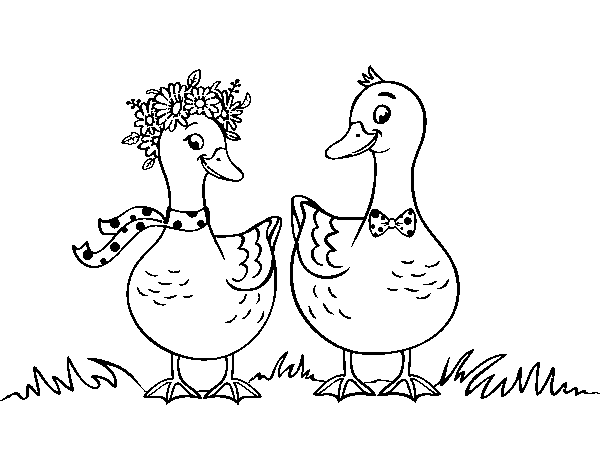 Desenho de Par de patos para Colorir