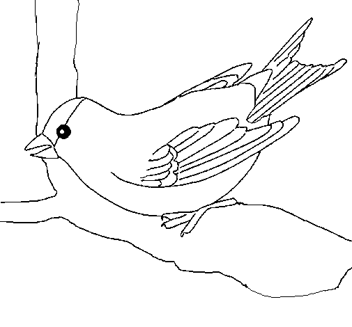 Desenho de Pardal num ramo para Colorir